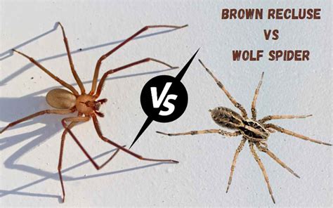 Brown Recluse Wolf Spider Size Comparison Jutawan Wallpaper Images