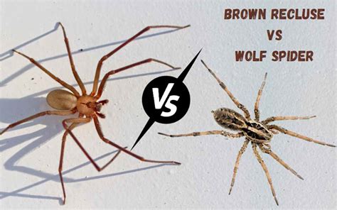 Wolf Spider Vs Brown Recluse Spider Facts And Differe - vrogue.co