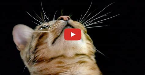 How Do Cats Use Their Whiskers We Love Cats And Kittens
