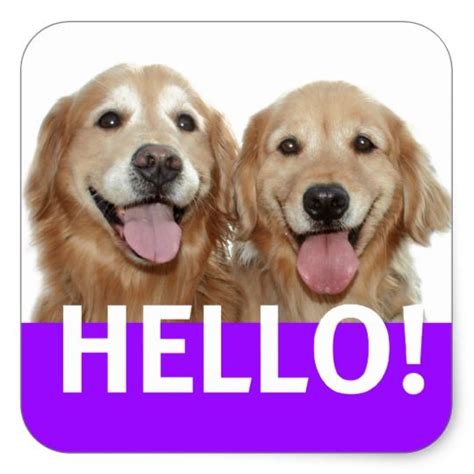 It's hard not to love a golden retriever puppy. Golden Retriever Hello Square Sticker | Zazzle.com ...