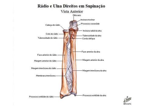 Anatomia Radio E Ulna MODISEDU