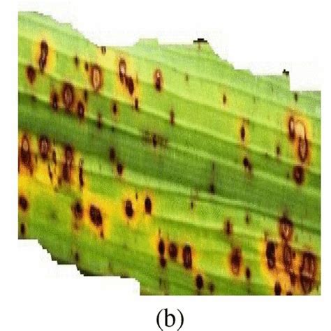 Sample Images From Rice Leaf Disease Dataset A Bacterial Leaf