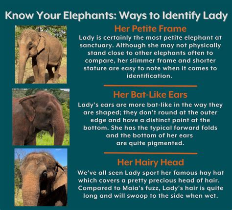 Know Your Elephants Identifying Lady