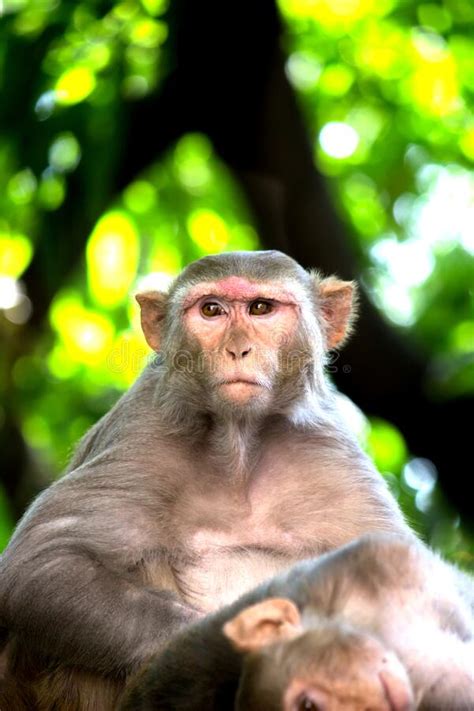 The Rhesus Macaque Monkey Or Primate Or Also Known As Macaca Mulatta