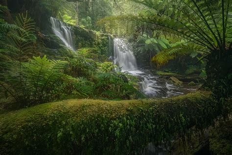 Hd Wallpaper Forest Moss Australia Waterfalls Fern Tasmania