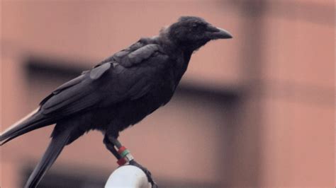 A Murder Of Crows As The Crow Flies Nature Pbs
