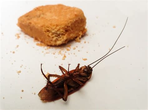 5 Dangers Of Cockroach Infestations Deal With Pests