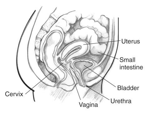 Female Pelvic Area With Labels For The Cervix Vagina Urethra Bladder Small Intestine And