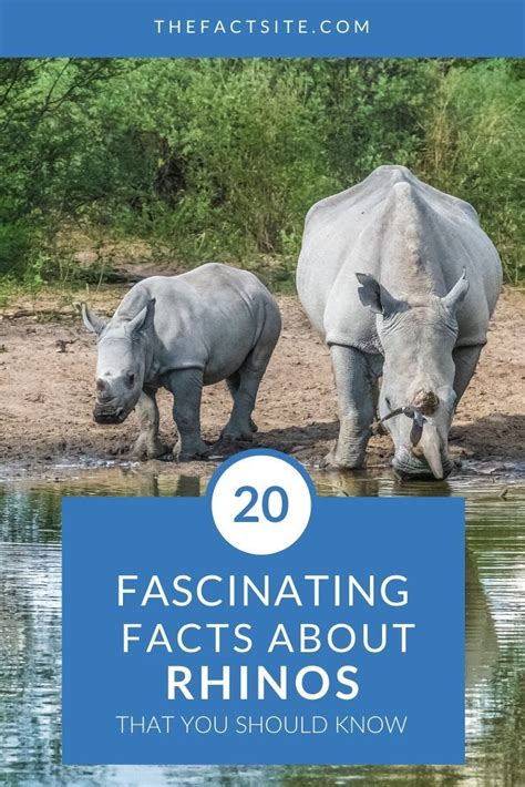 20 Interesting Facts About Rhinos That You Should Know The Fact Site