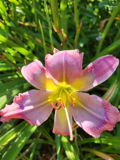 Photo Of The Bloom Of Daylily Hemerocallis Blue Viper Posted By