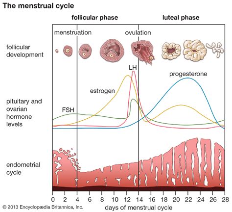 Menstruation Britannica Menstrual Cycle Menstruation Reproductive