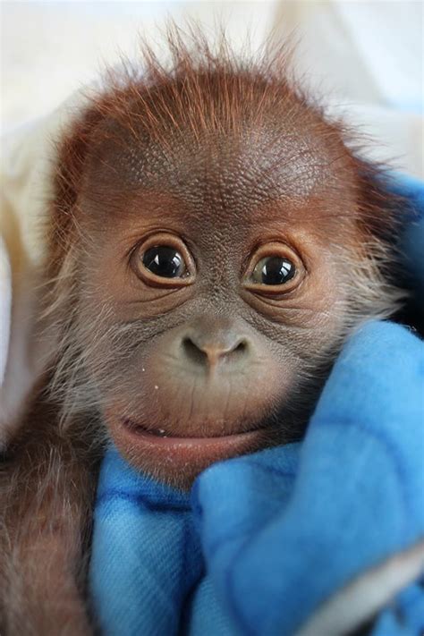 Baby Orangutan Thriving Under Keepers Care At Zoo Berlin More At
