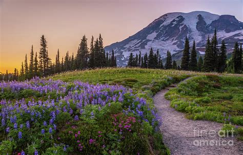 Mount Rainier Wildflowers Trail To Paradise Photograph By Mike Reid