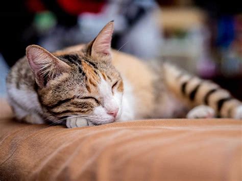 Because it's what we would choose for our own pets. Services | Peaceful Passing At-Home Pet Euthanasia