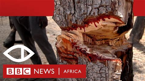The Trees That Bleed How Rosewood Is Smuggled From Senegal Into Gambia Bbc Africa Eye
