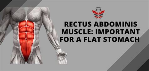 Rectus Abdominis Muscle Important For A Flat Stomach Fitoont