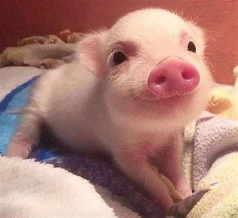 Pin By Mia Staud On Adorable Pigs With Images Cute Baby Animals