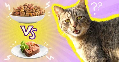 Dry cat food, it should be a premium cat food with quality ingredients. The Truth About Wet Vs. Dry Cat Food - DodoWell - The Dodo