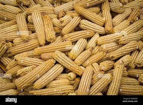 Close Up Of Maize Zea Mays Harvest From A Smallholder Farm In Malawi