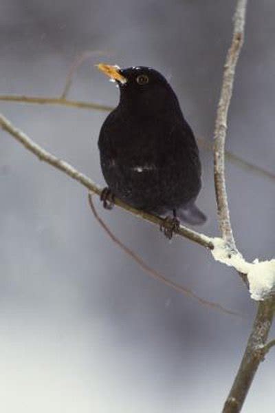 We did not find results for: How to Get Rid of Blackbirds From Bird Feeders | HomeSteady