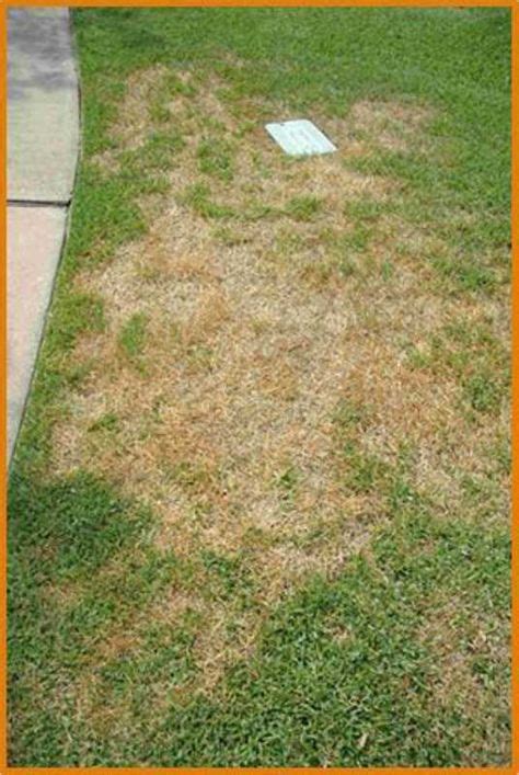 Lawn Problems Zoysia Grass In 2020 With Images Lawn Problems
