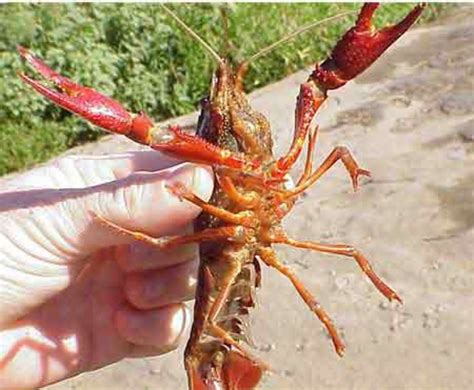 How To Catch And Bait Crawfish Aka Crawdad Or Crayfish Skyaboveus