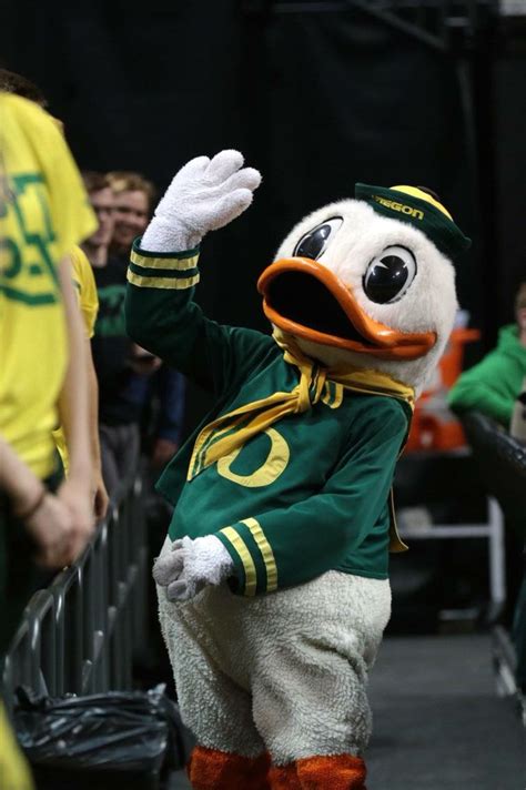 Puddles Oregon Ducks University Of Oregon College Sports