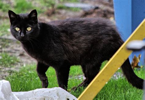 Black Cat Prowl The Feral Life Cat Blog