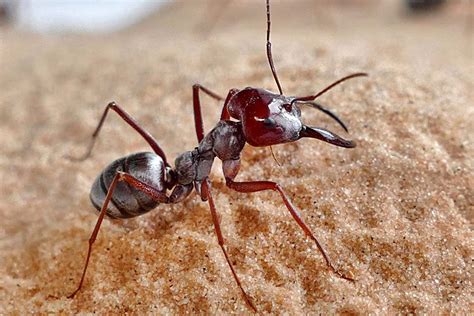 Home › teaching resources › phonics resources › ants on the apple poem flashcards. Desert ant runs so fast it covers 100 times its body ...