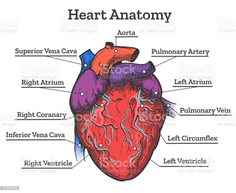 Heart Anatomy Colored Sketch Stock Illustration Download Image Now