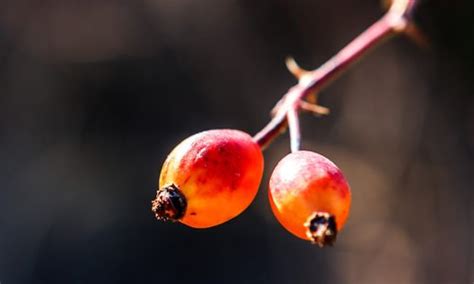 È trovabile facilmente se siete le bacche (che useremo per la marmellata) sono ricche di vitamina c che ha un effetto strabiliante sul sistema immunitario. Rosa canina: proprietà e usi in cucina, fitoterapia e ...