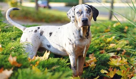 Catahoula Leopard Dog Breed Information Photos History And Care