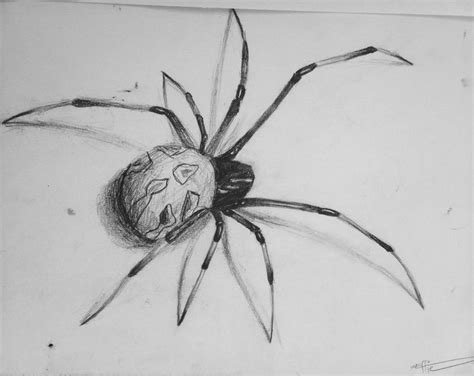Realism Spider Drawing Bug Sketch Realistic Pencil Drawing Shading
