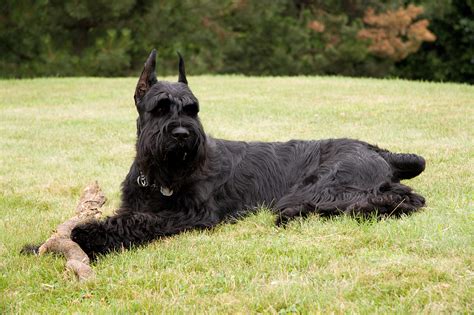 Schnauzer Giant Breed Guide Learn About The Schnauzer Giant