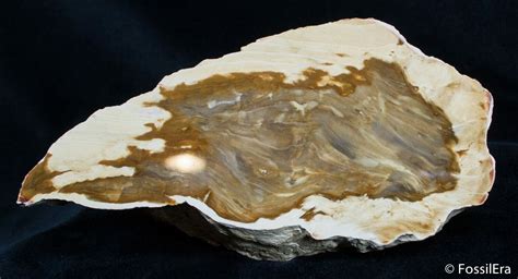 Petrified Driftwood Willamette Valley Oregon For Sale 2731
