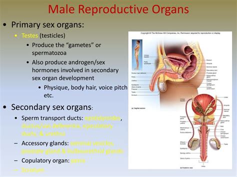 Ppt The Reproductive System Powerpoint Presentation Id304200