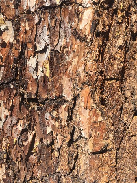 Layers Of Colorful Thin Strips Of Tree Bark Free Textures