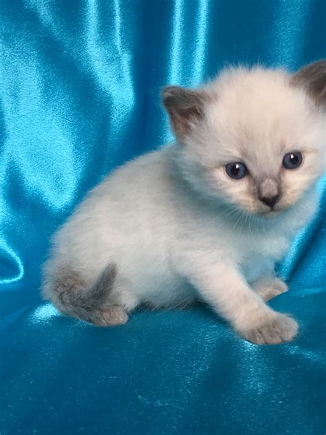 We are located near seattle, washington. Kittens For Sale - Siberian Cats