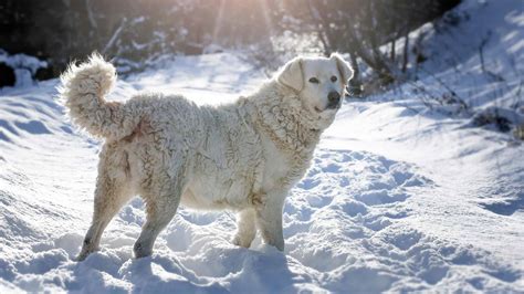 Slovak Cuvac Dog Breed Complete Guide A Z Animals