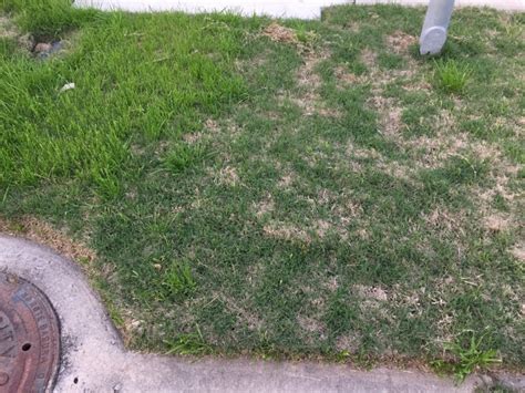 Augustinegrass, should be dethatching an entire lawn by hand is a horrendous job and not effective, callahan said. Need Help Revitalizing St. Augustine Lawn In Houston, TX - Landscaping & Lawn Care - DIY ...