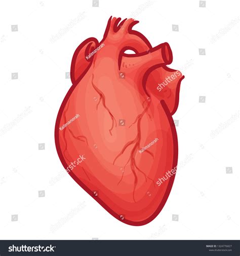 Human Heart Vector Illustration Stock Vector Royalty Free 1324776827