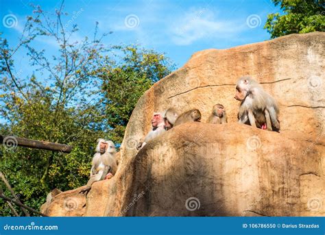 Monkeys Group In Cologne Zoo Stock Photo Image Of Together Cologne