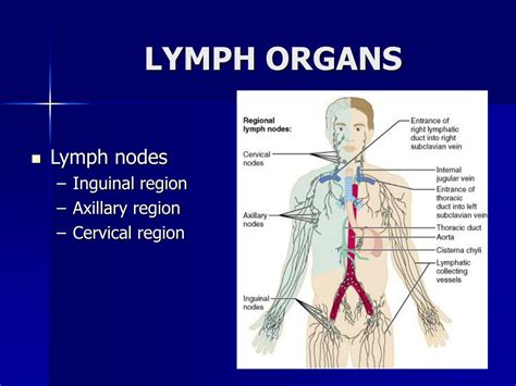 Lymph Nodes Neck Diagram