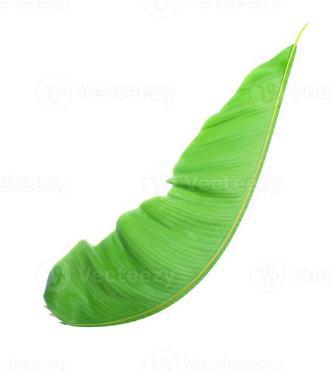 Fress Banana Leaf On Transparent Background Png File 9307110 Png