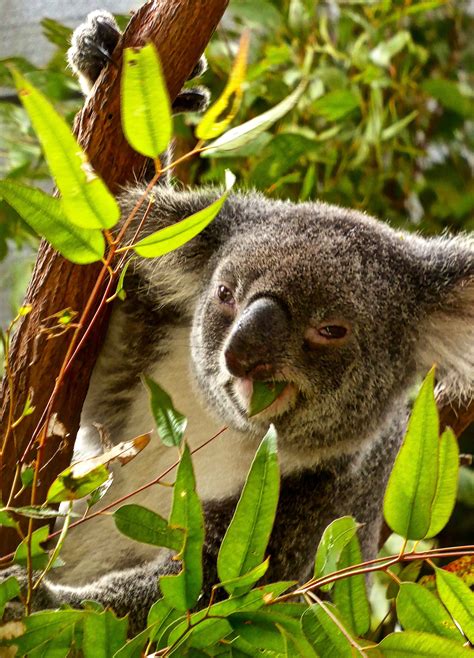 Free Images Bear Wildlife Jungle Mammal Gray Fauna Australia