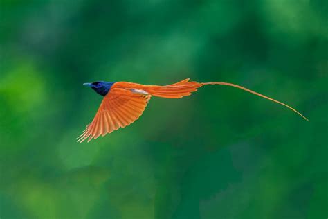 asian paradise flycatcher indian paradise flycatcher স… flickr