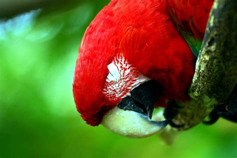 Sleeping Scarlet Macaw Sleeping Scarlet Macaw At Everland Flickr