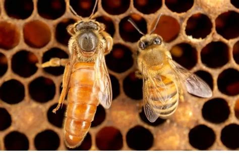 Queen Bee Vs Worker Bee Whats The Difference Busy Beekeeping