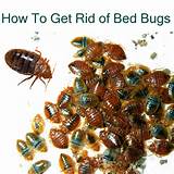 Pictures of Tips To Get Rid Of Bed Bugs Completely