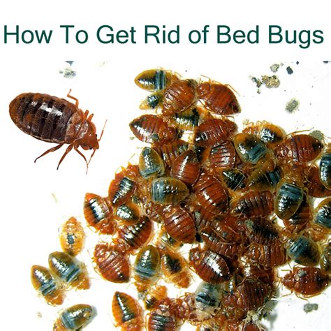 How To Get Rid Of Bed Bug Bites Naturally A Complete Guide To Kill Bed
